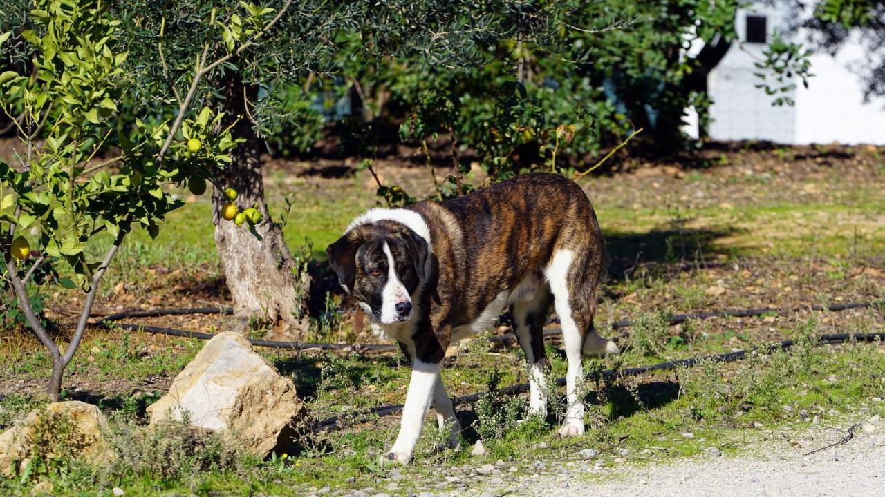 Hotel Rural Quinta Do Marco - Nature & Dining تافيرا المظهر الخارجي الصورة